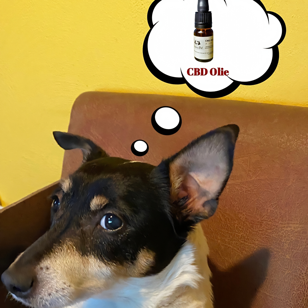 CBD olie voor Dieren.