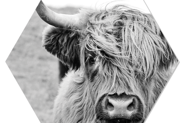 Hexagon met dieren collectie