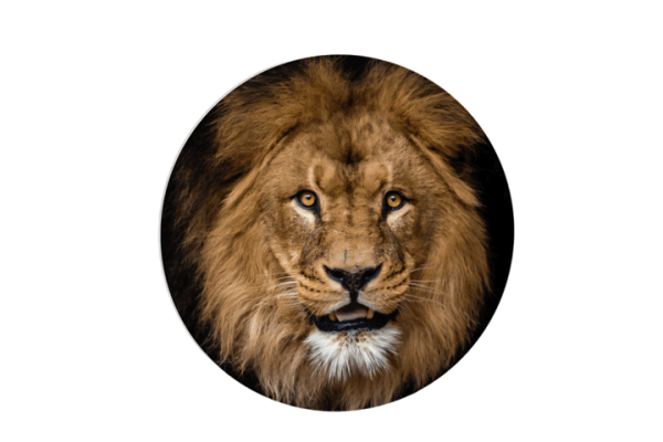 Muurcirkels met Dieren collectie